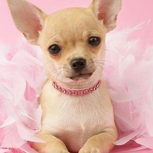 Meet your Posher, Shelly